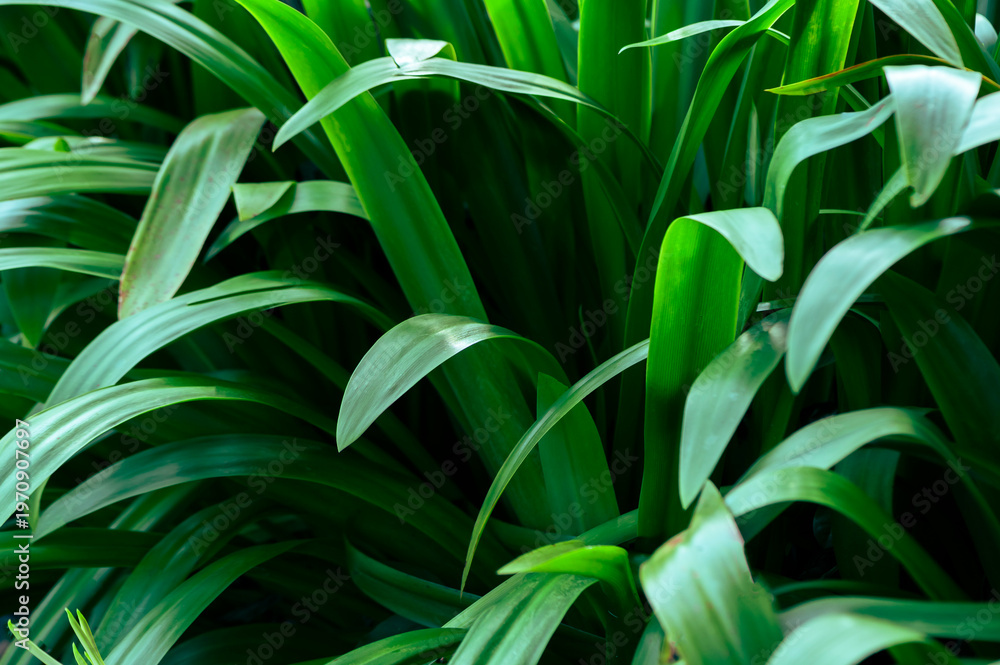 Obraz premium The natural background of palm leaves in a tropical forest.