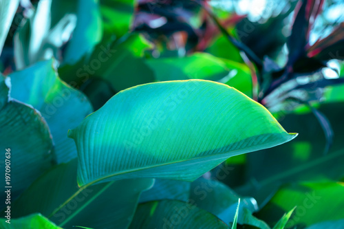 Colorful leaves on nature background, beautiful colored tropical leaves