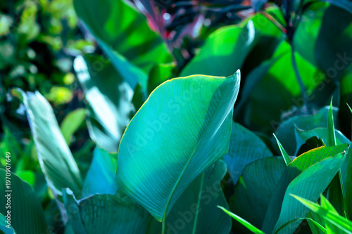 Colorful leaves on nature background, beautiful colored tropical leaves