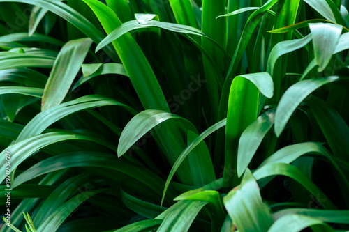 The natural background of palm leaves in a tropical forest.