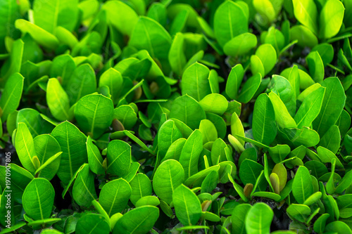 Beautiful dark green leaf texture, spot shot, natural green leaves used as background for nature wallpaper or tropical cover