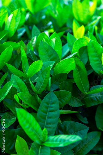 Beautiful dark green leaf texture, spot shot, natural green leaves used as background for nature wallpaper or tropical cover