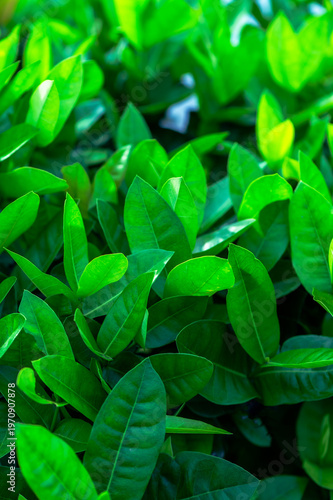 Beautiful dark green leaf texture, spot shot, natural green leaves used as background for nature wallpaper or tropical cover