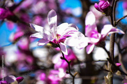 Delicate pink magnolia blossoms unfurling in the spring sunlight with a soft bokeh background