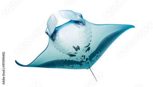 A majestic sea creature, a manta ray, is pictured with translucent wings, graceful movements, and vibrant teal coloration