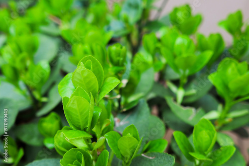 Lush green leave natural spring background