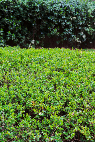 Lush green leave natural spring background