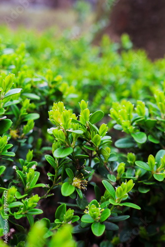 Lush green leave natural spring background
