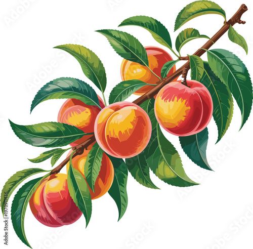 Branch with whole peaches and leaves fruit vector on white background.