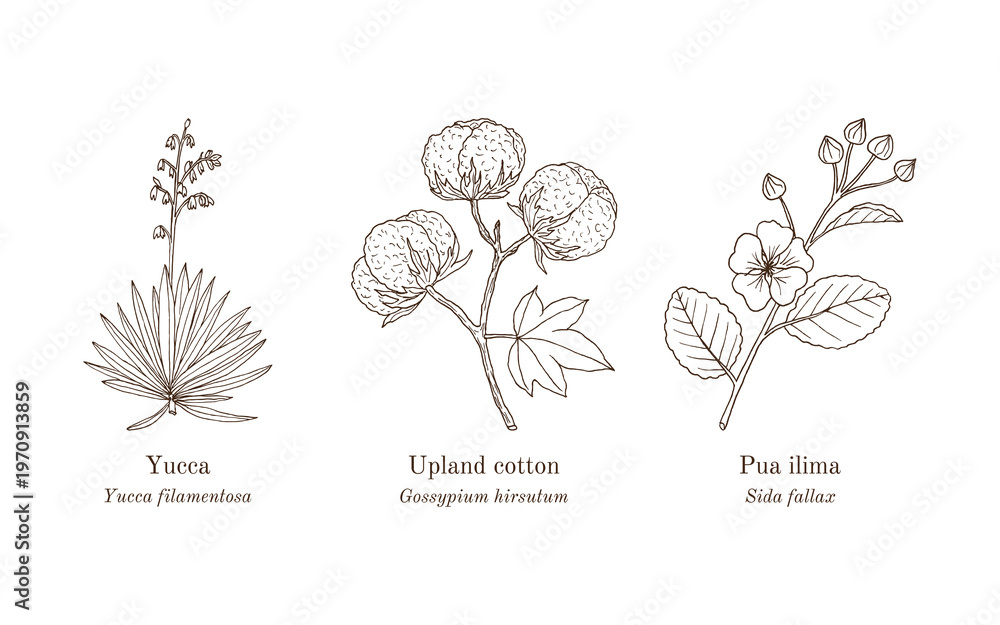 Naklejka premium Collection of edible and medicinal plants. Hand drawn botanical vector illustration