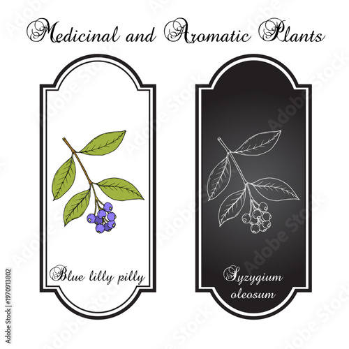 Scented satinash or blue lilly pilly (Syzygium oleosum), edible and ornamental plant. Hand drawn botanical vector illustration