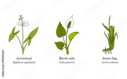 Collection of edible and medicinal plants. Hand drawn botanical vector illustration