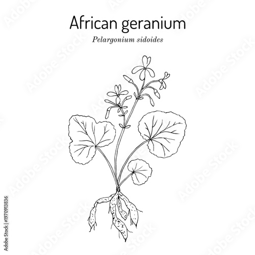 African geranium (Pelargonium sidoides), medicinal plant. Hand drawn botanical vector illustration