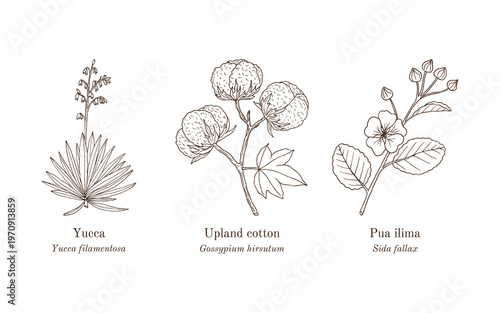 Collection of edible and medicinal plants. Hand drawn botanical vector illustration