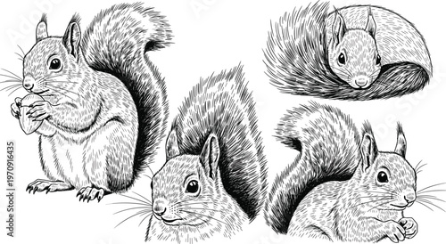 Detailed squirrel character vector set in vintage engraved sketch style featuring different poses and eating nuts for rustic nature wildlife and animal themed design projects.