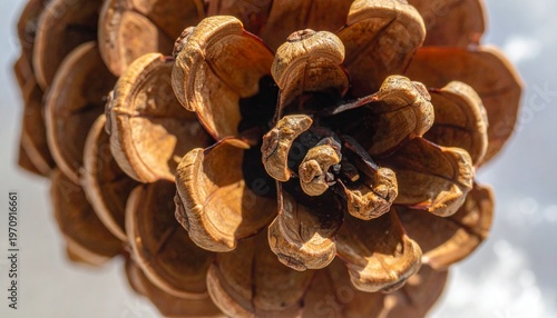 Macro shot of detailed pine cone with natural textures and warm lighting