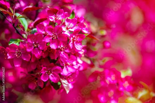 Blooming decorative apple tree with red flowers
