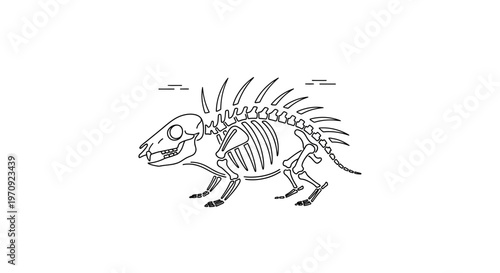 Porcupine Skeleton Outline Illustration - Animal Anatomy and Bones