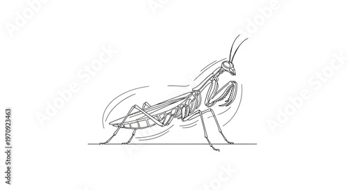 Praying Mantis Line Drawing, Insect Illustration, Black and White, Minimalist
