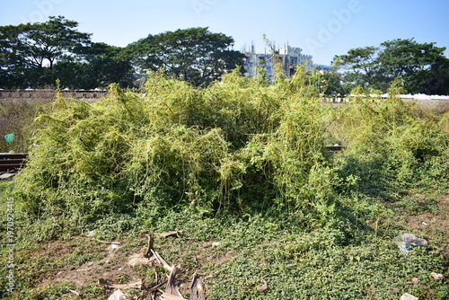 Quadro su tela Cuscuta (Dodder / Amarbel) – Parasitic Vine Plant in Nature