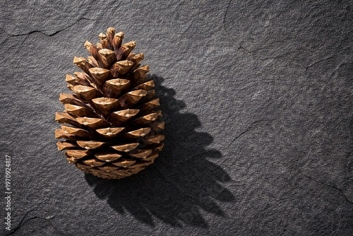 Pine cone shadow on dark charcoal slate stone with deep focus