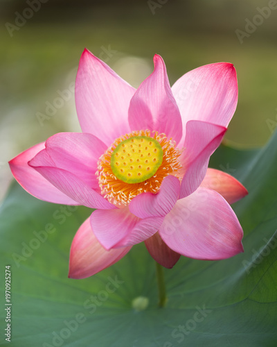 Pink Lotus Flower Close-Up Thai Binh Vietnam Pond Farm