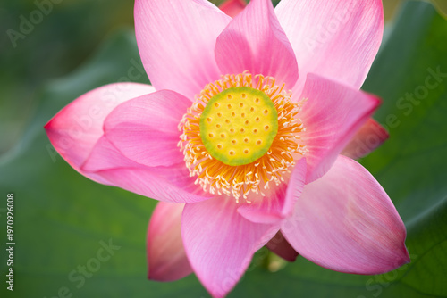 Serene Pink Lotus Bloom Vietnamese Farm Pond Wellness