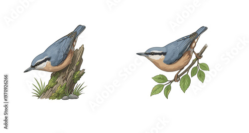 Realistic Nuthatch Bird Perching on Tree Trunk and Branch, Detailed Wildlife Illustration of Small Songbird in Natural Habitat