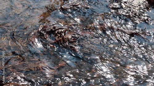 Close up of shallow stream flowing over dead leaves in sunlight