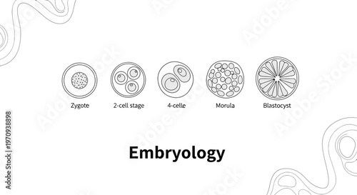 Embryology Stages Illustration from Zygote to Blastocyst