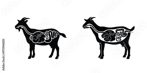 Goat Digestive System Anatomy Vector 