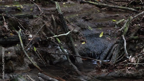 Small forest stream trickling over mud and dead tree branches