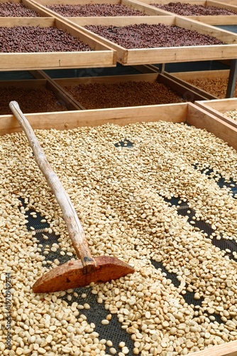 Close up of coffee beans drying in the sun