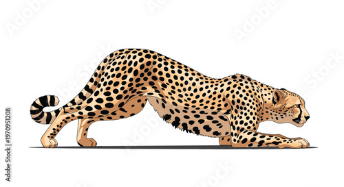 Majestic cheetah shown in a low prowling stance preparing to hunt on a plain white background for nature illustration.
