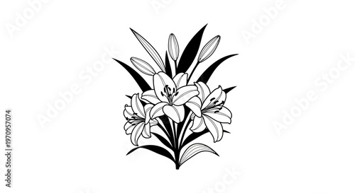 Black and white lily flower illustration.