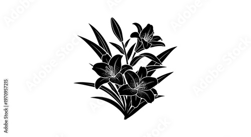Black Lily Flower Plant Closeup View.