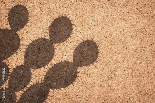 Cactus shadows on textured mud wall with infinite deep focus