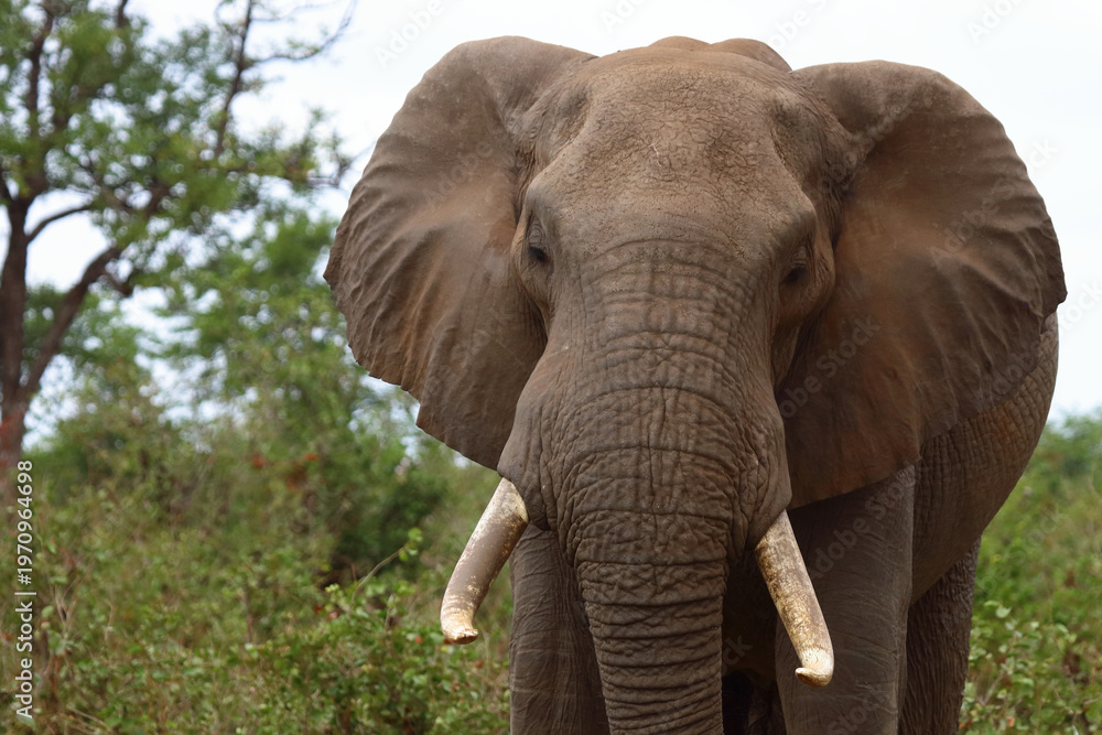 Obraz premium Afrikanischer Elefant / African elephant / Loxodonta africana