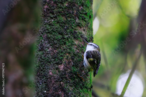 Rifleman tītitipounamu Acanthisitta chloris climbing tree trunk with copy space New Zealand forest