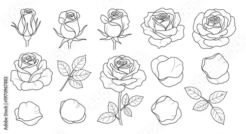 Collection of detailed line drawings of roses and rose parts in various stages of bloom on white background