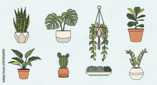 Various potted plants and cacti on light background for gardening and decor concepts