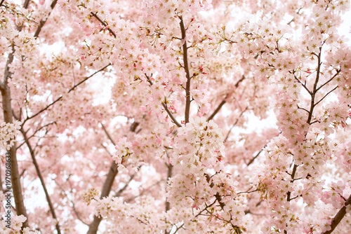 満開の桜 権現堂
