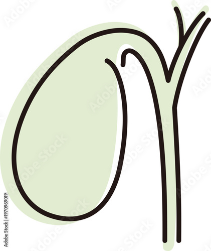 Understanding the human gallbladder and its role in digestion at any time of day