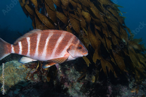 Red Moki Cheilodactylus spectabilis Banded Morwong Swimming Over Kelp Reef New Zealand