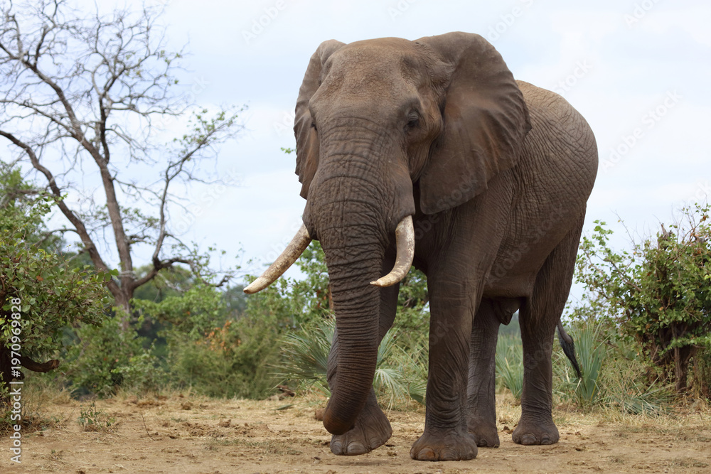 Fototapeta premium Afrikanischer Elefant / African elephant / Loxodonta africana