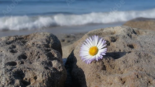 Single Aster spathulifolius flower with white petals and yellow center blooming on a textured rock at a coastal beach with soft blurred ocean waves and sea in the background.