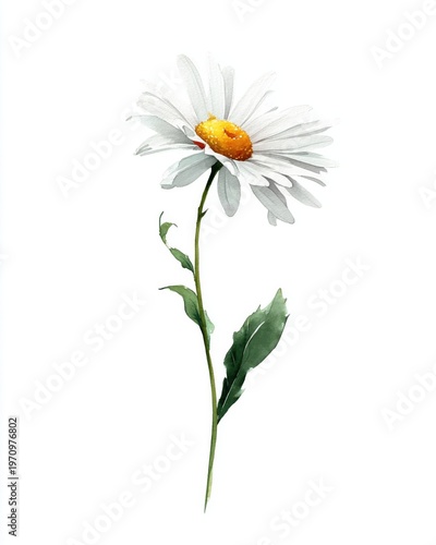Elegant single daisy in botanical watercolor style