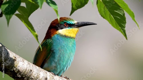 A stunning close-up of a European Bee-eater, a vibrant migratory bird, celebrating World Migratory Bird Day with its colorful plumage, captured in 4k video quality