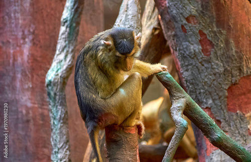 Cute macaques in the zoo on a summer day