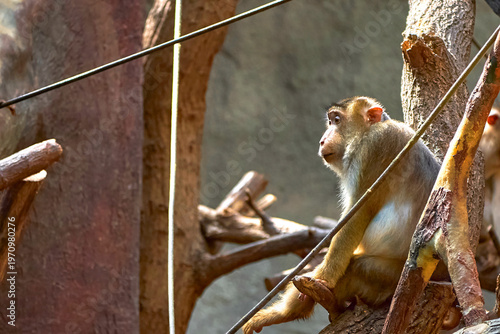 Cute macaques in the zoo on a summer day
